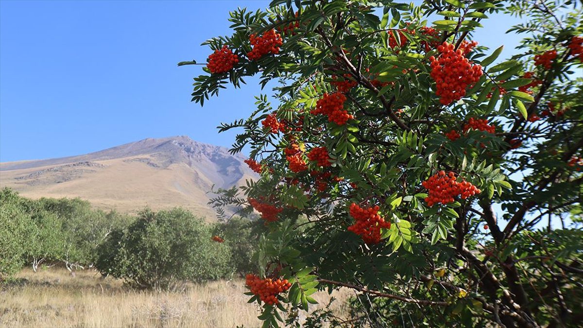 Türkiye'nin en doğusundaki Küçük Ağrı Dağı'nda bulunan huş ormanları inceleniyor