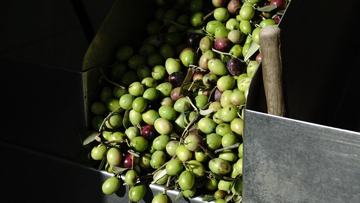 Yeni mahsul “kırma yeşil zeytin” damakları tatlandırmaya başladı